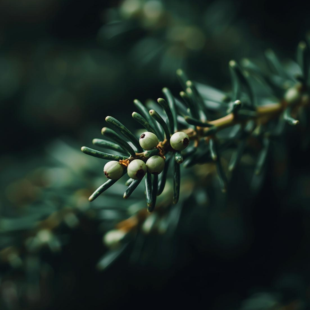 Juniper