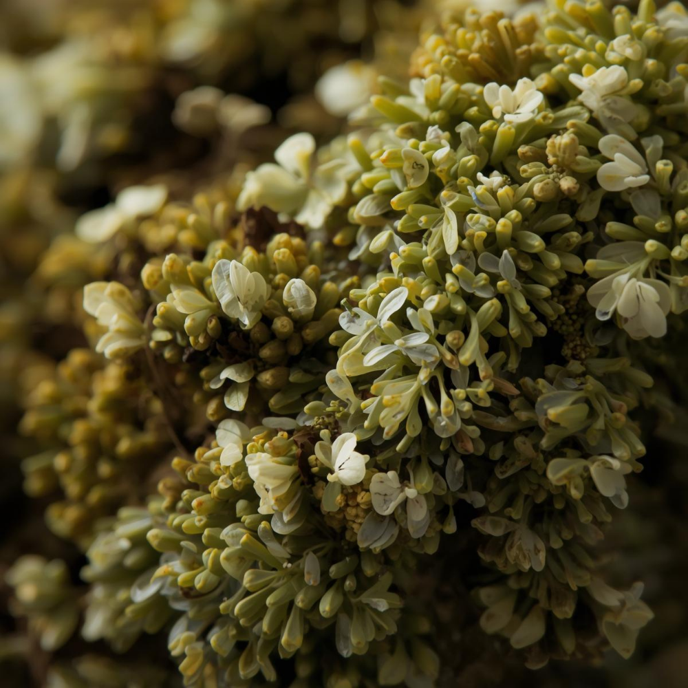Oakmoss