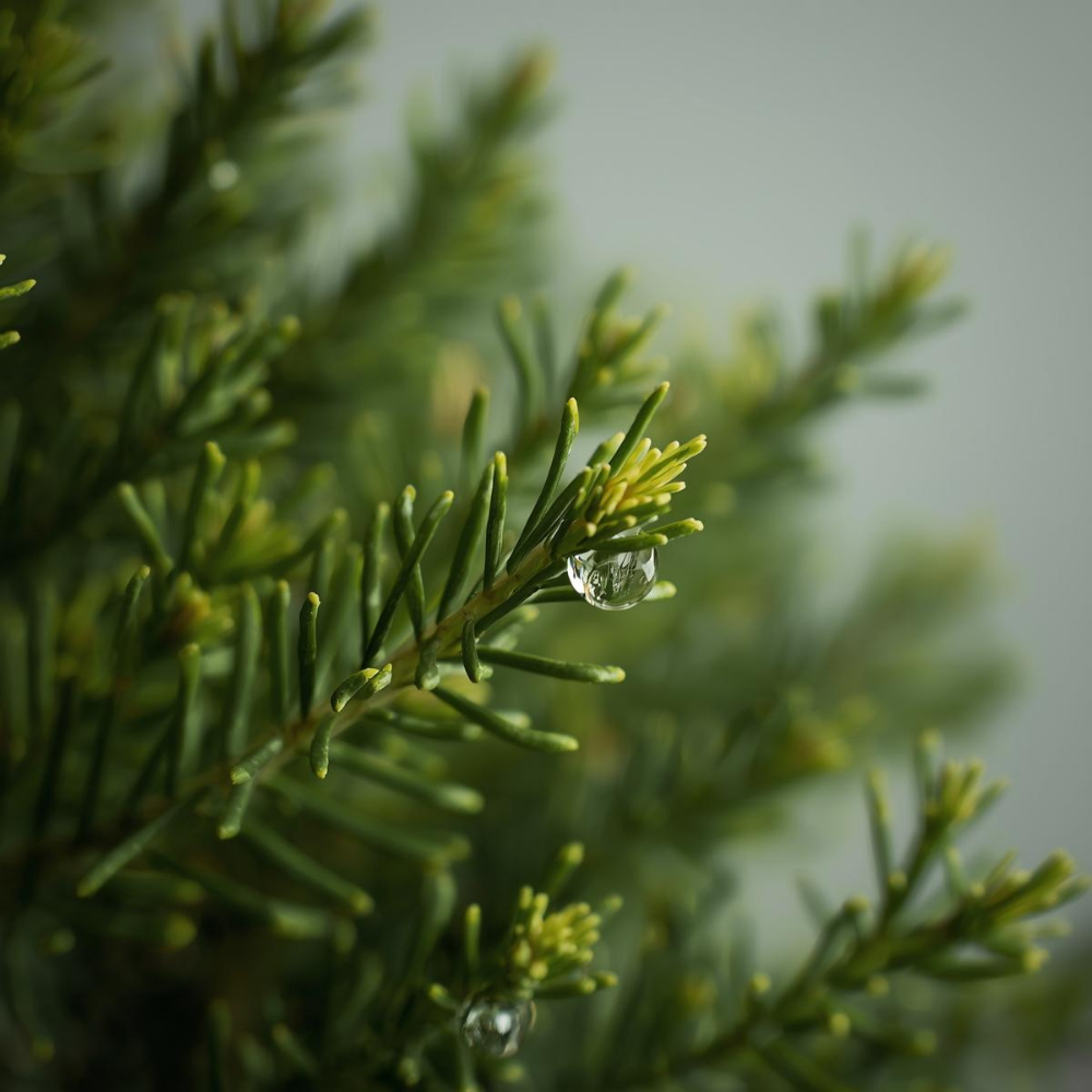 Fir