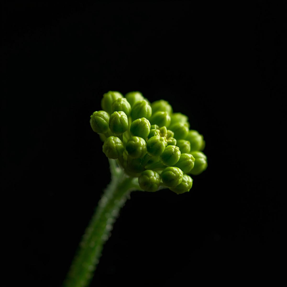 Galbanum