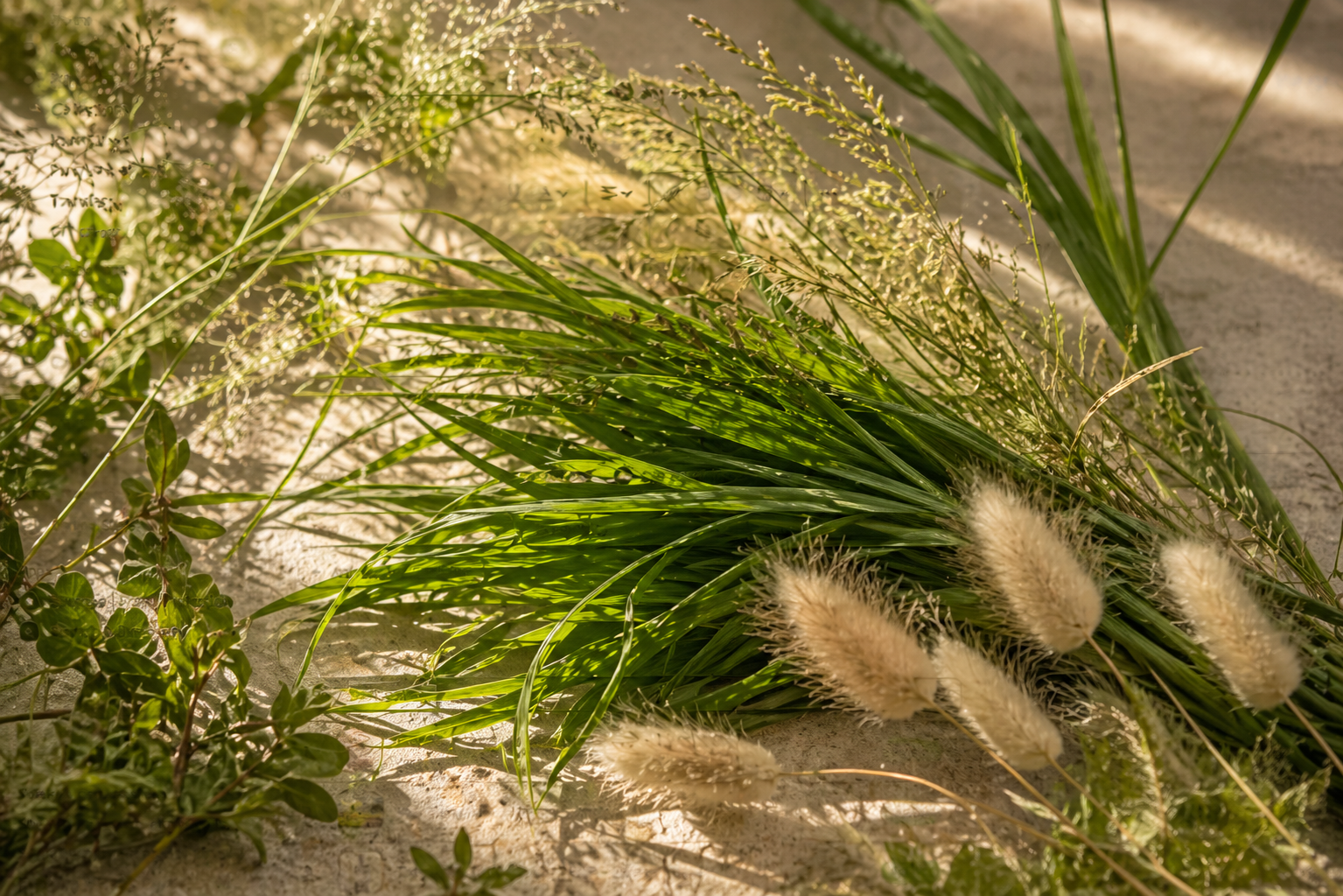 Grass