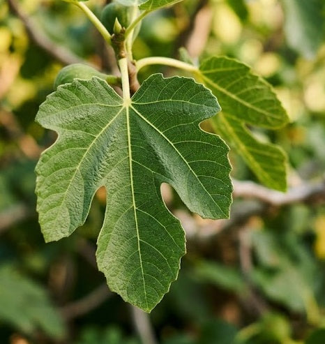 Curated Fig Leaf