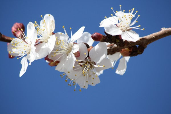 Fruit Blossom Sampler - 7 varied Florals Featuring  Fruit Tree Blossoms
