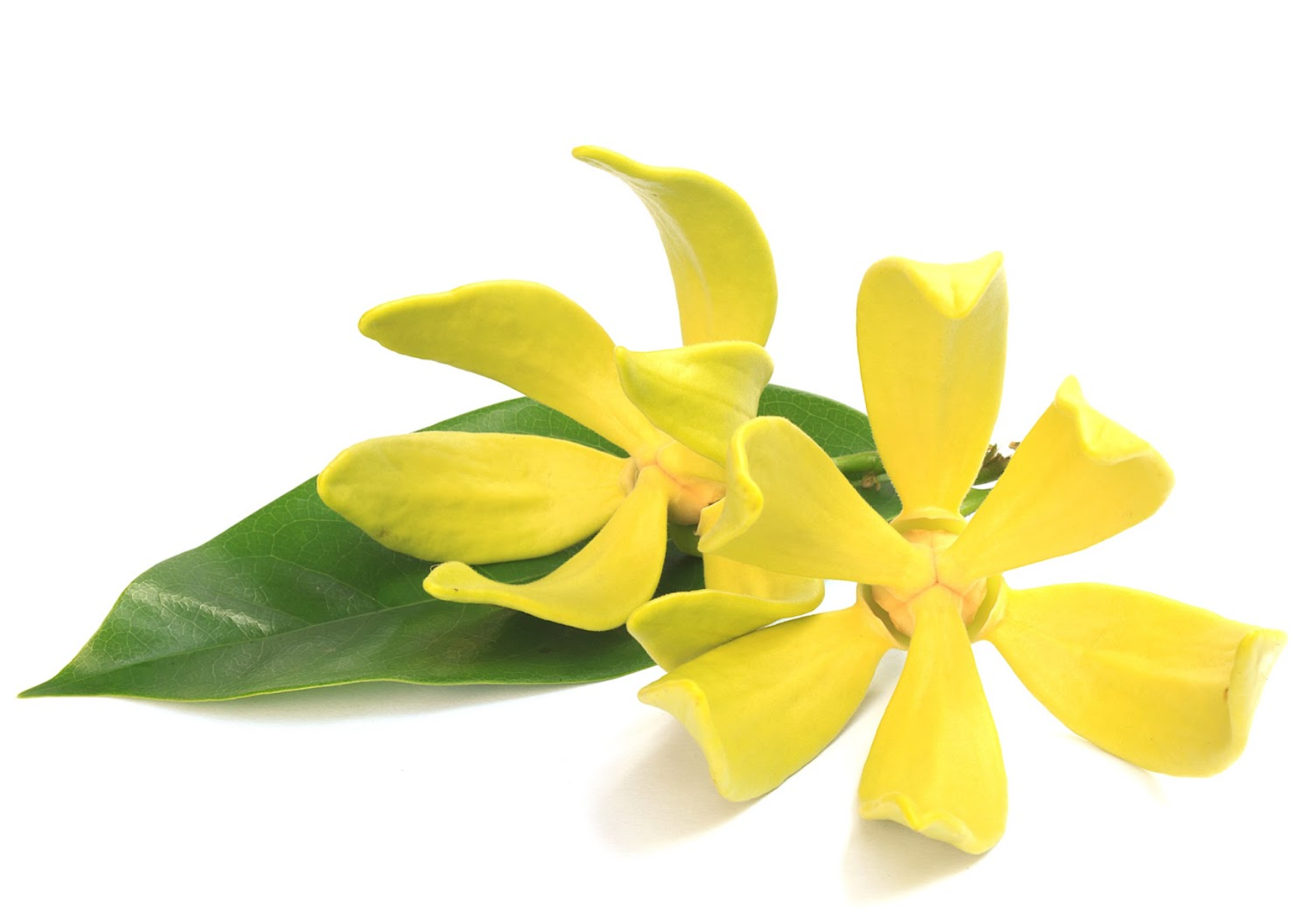 Tropical Florals & Vanilla Sampler - 6 Ylang, Frangipani & Tiare fragrances blended with Vanilla