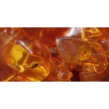 Luxury Amber Sampler - 7 High End Unisex Samples