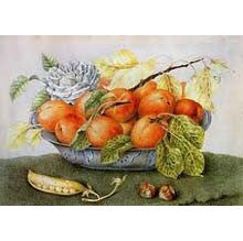 Apricot - Baskets Bursting with Apricots  Sampler - Set of 9 Samples