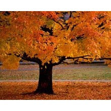 Autumn - 8 Unisex "Top Scents for Autumn" Sampler Pack