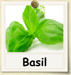 Basil Sampler  -  6 Aromatic Fragrances For Men