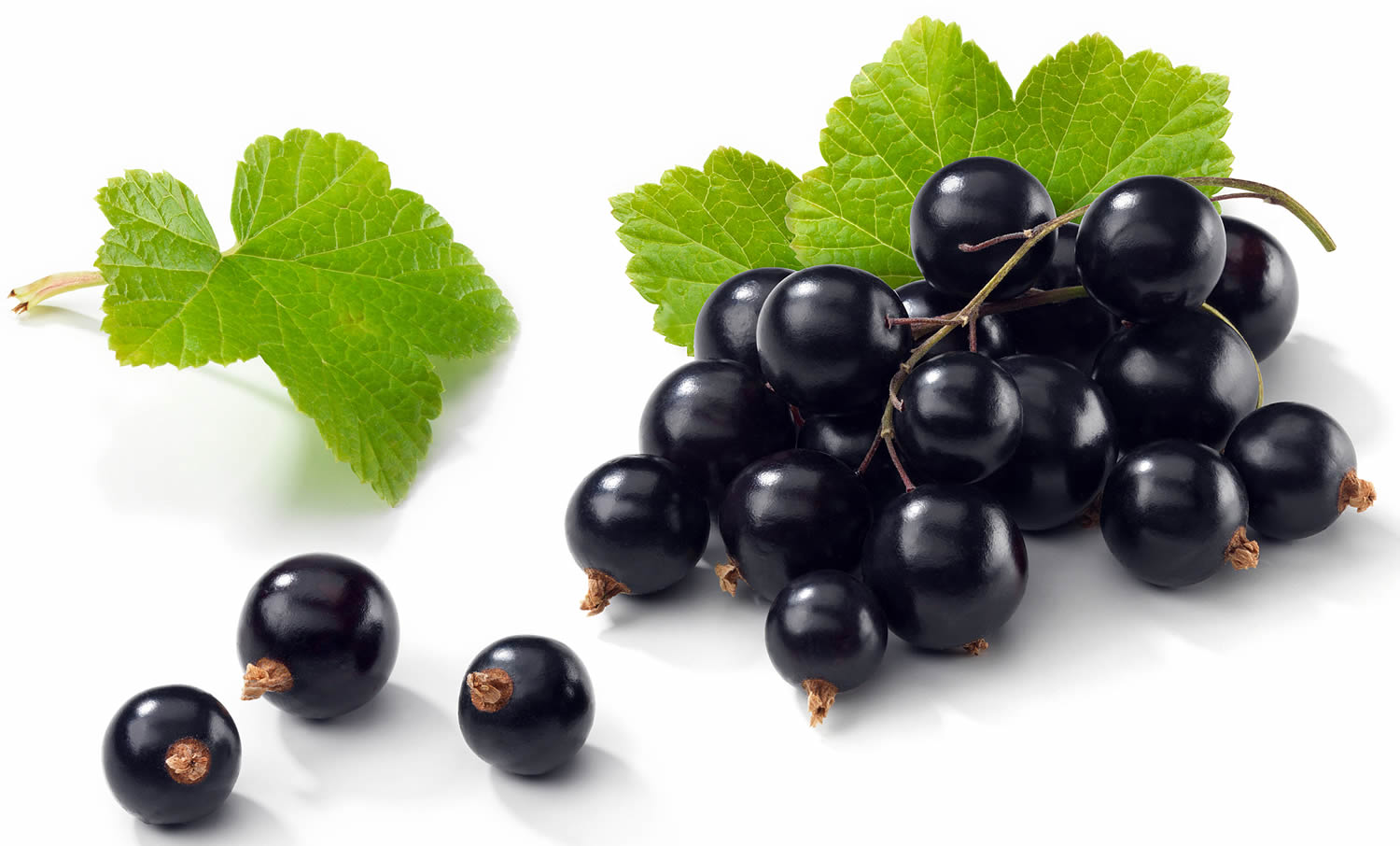 Black Currant - Rich, Lush Black Currant Sampler - 7 samples for Women