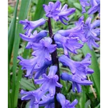 Hyacinth - First Blush of Spring Sampler Pack  - Set of 4 samples