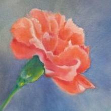 Carnation - A peppery Flower Sampler pack for Women - 6 samples