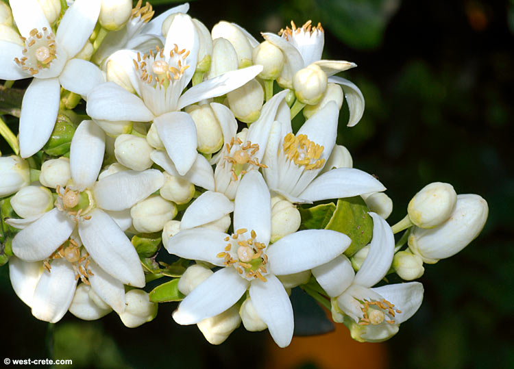 Citrus Blossom Sampler - 6 varied Florals Featuring Citrus Tree Blossoms