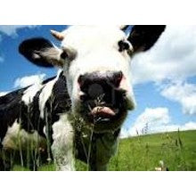 Milk - Got Milk? YES, We Do!! A Unisex sampler pack - 5 Samples