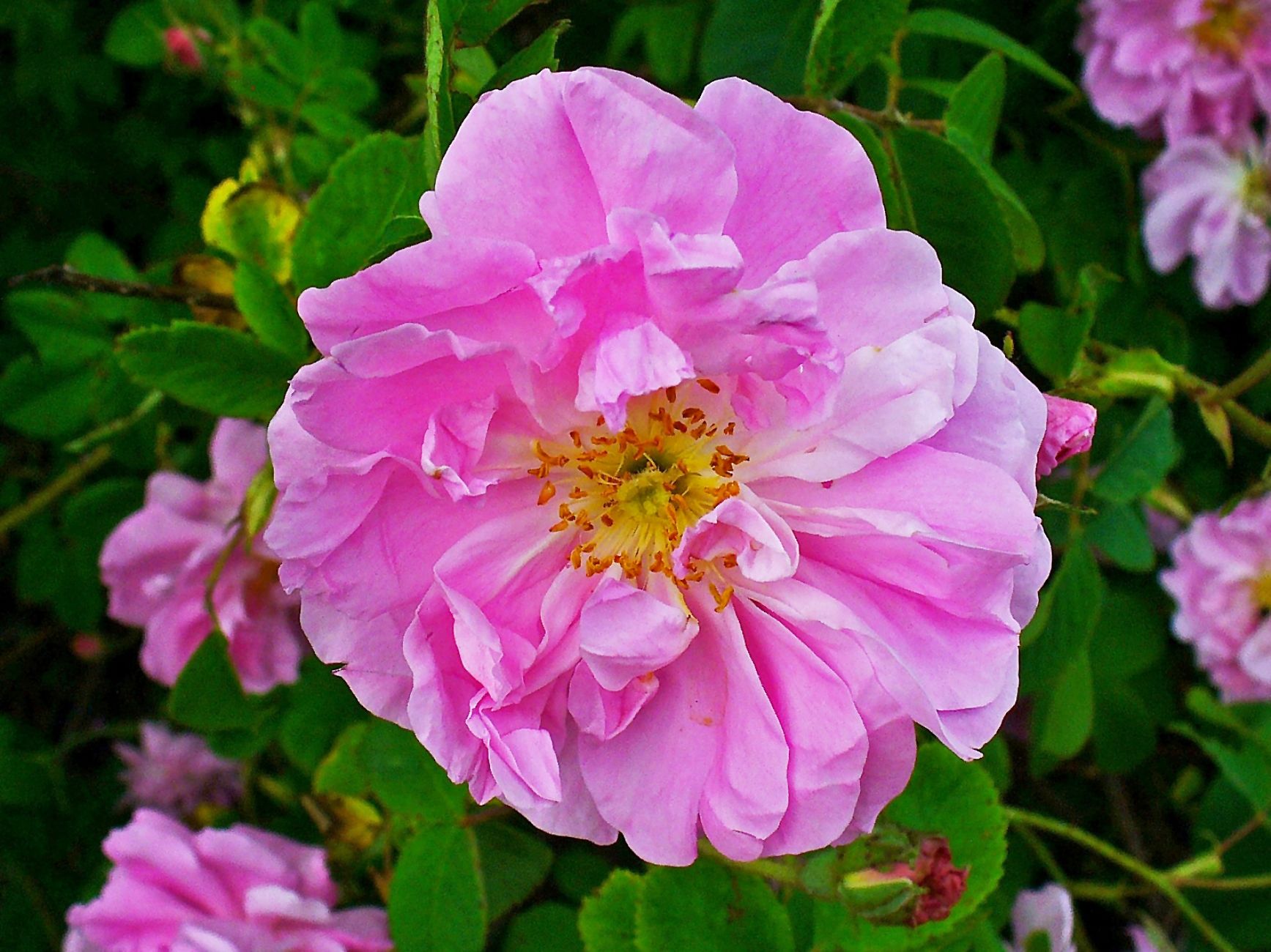 Rose ~ A Damask Rose Sampler Pack - 7 Rose Samples