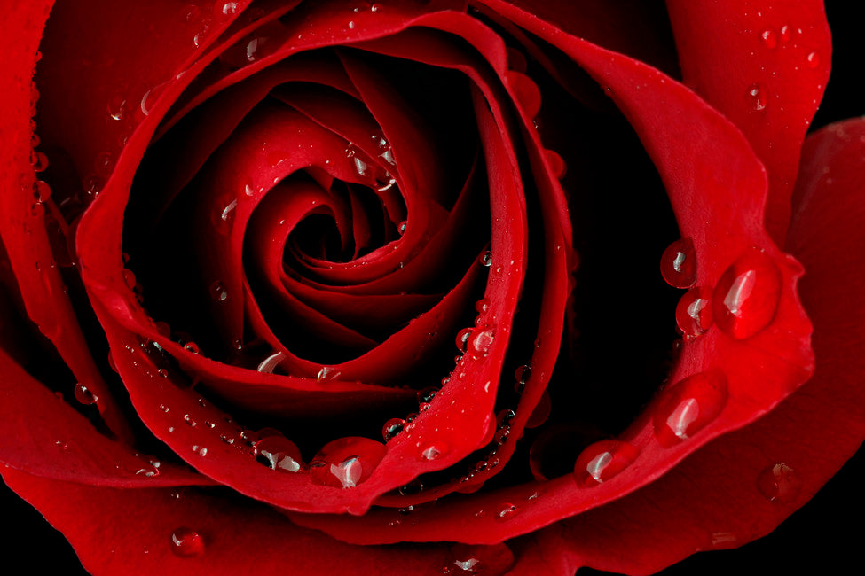 Rose - Bewitching, Dark, Smoldering Roses - 7 sensuous rose samples