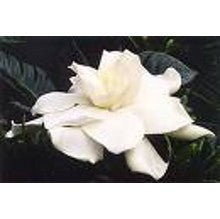 Gardenia - A Billie Holiday Blues Perfume Sampler - 7 samples