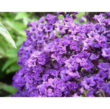 VINTAGE Guerlain  Original Heliotrope Extrait Extract - Pure Parfum - Last call 8 ml
