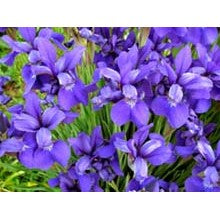 Iris - An Amazing Affordable Iris Sampler - 5 Samples