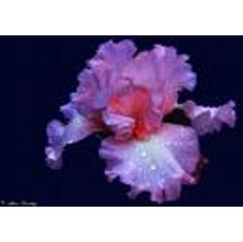 Iris - Best Unisex Niche Iris Fragrances - 5 samples