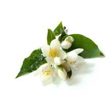 Jasmine  -  A Niche Luxury Sampler Pack - 5 samples