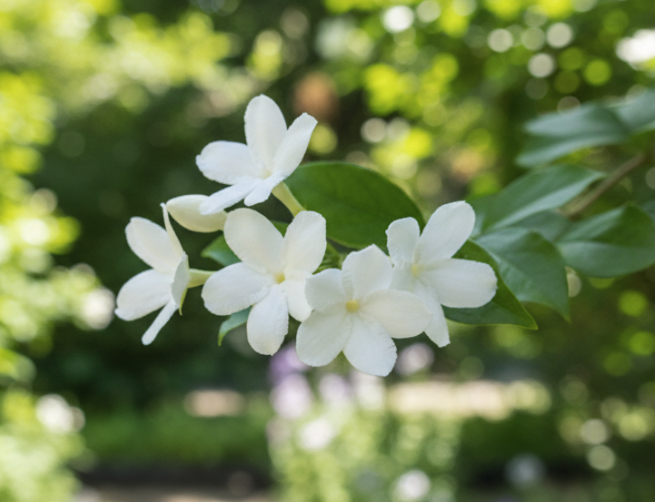 Jasmine  - A Beginner's Introduction to Jasmine - 5 Samples
