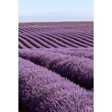 Lavender Sampler Featuring - 9 Lovely Fragrances for Women