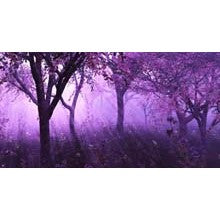 Lavender - A Modern Men's Lavender Sampler - 8 samples
