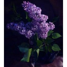 Lilac - A Beginner's Guide to Lilac Fragrances Sampler Pack - 5 Lilac Samples