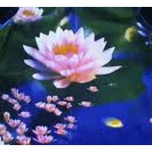 Aquatic Floral Sampler - Lotus & Waterlily   - 5 Samples