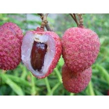 Litchi Sampler - An Acqeuous delectable Lychee sampler pack - 9 samples