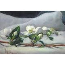 Orange Blossom -  Luxury /  High End Orange Blossom Sampler - 6 samples