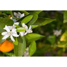Orange Blossom Lovers Sampler Pack  - 9 Samples