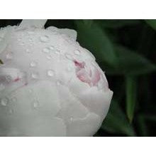 Peony - An intermediate Sampler Pack  - 6 samples