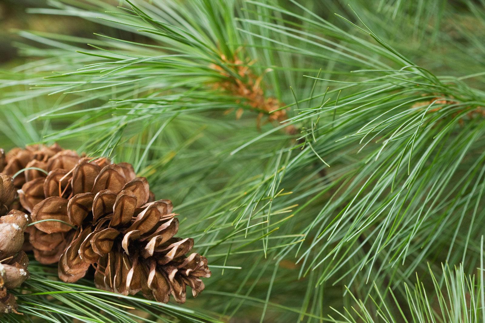 In Amongst the Pines - A Pine Tree Sampler Pack - 6 Unisex Fragrances