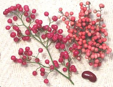 Pink Pepper - Baie Rose Unisex Sampler Pack - 6 samples