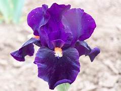 Iris & Violet Combo Sampler - 7 samples for women