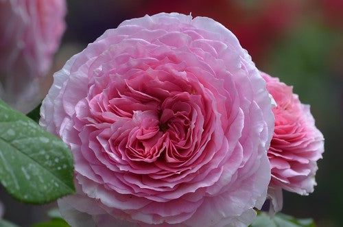 Rose - Centifolia Rose / Rose de Mai sampler pack - 5 Rose Samples