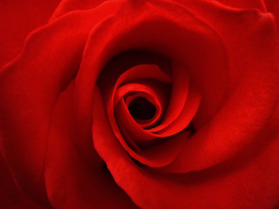Rose sampler - 7 rose Fragrances every Perfumista must try according to now Smell this Blog - NST