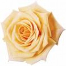 Rose Sampler - 7 Breathtaking Fragrances