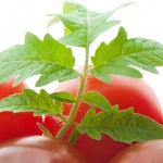 Tomato Leaf Sampler - Unisex Sampler Pack - 4 samples