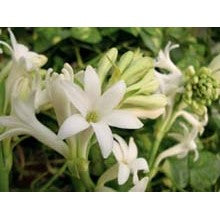 Tuberose - Niche Lovely Tubereuse (Tuberose) Sampler - 8 samples