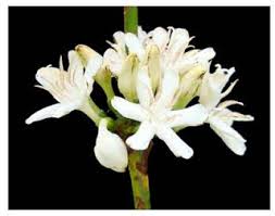 Tuberose & Vanilla Sampler - 6  Tuberose & Vanilla blended fragrances