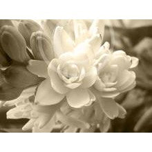 Tuberose Sampler  - 7 High End Luxury Samples