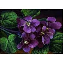Violet - A Classic Mainstream Violet Sampler - 5 samples