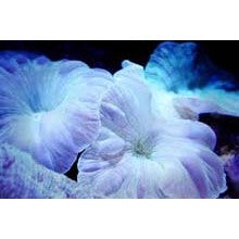 Aquatic Sampler - A Beginner's guide to Aquatic Perfumes - 7 Samples