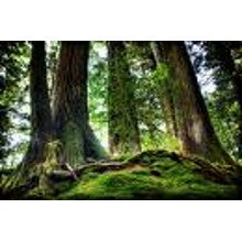 Wander Through the Woods Sampler - 14 Fragrances Highlighting Individual Types of Woods