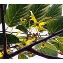 Ylang-Ylang - An Intermediate Ylang-Ylang Sampler - 8 samples